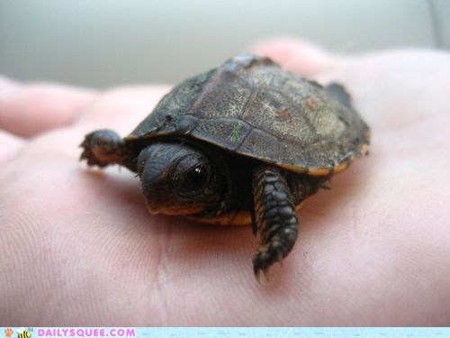 Daily Squee: Blink Blink