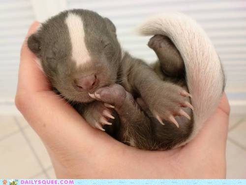 Daily Squee: Pocket Warmer