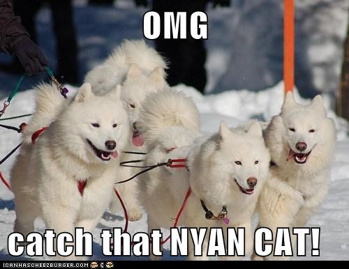 OMG  catch that NYAN CAT!