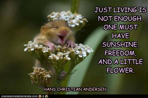 Animal Capshunz: An Adorable Rodent Doesn't Hurt Either