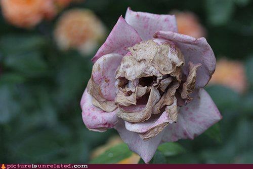 Dead Rose Is Dead