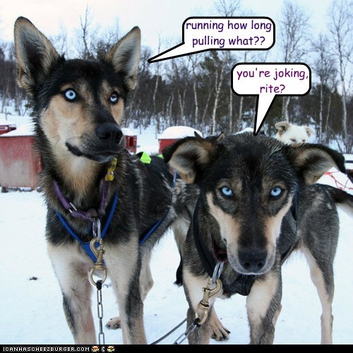Iditarod 2012 Update: Day Two