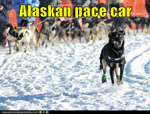 Iditarod 2012 Update: Day Six