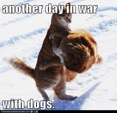 another day in war  with dogs.