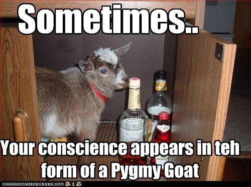 Animal Capshunz: What Would Pygmy Goat Do?
