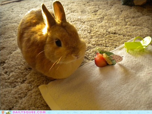 Reader Squees: Bunneh Beach