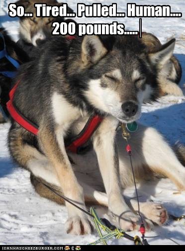 Iditarod 2012 Update: Day Four