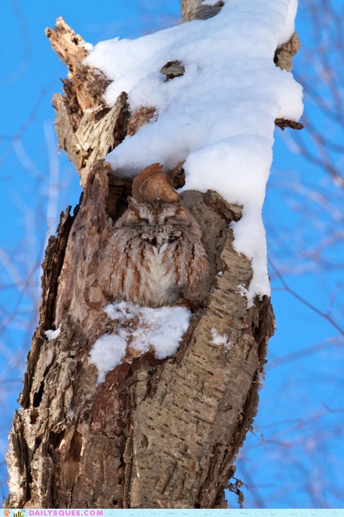 Owl, Where are You?
