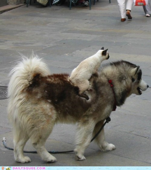 Interspecies Love: Get a Move On!