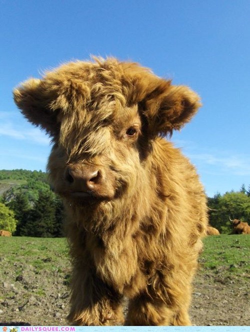 Hairy Coo!