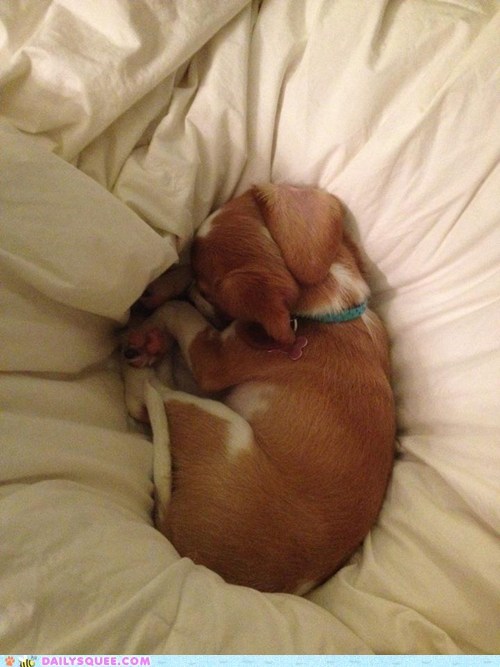 Daily Squee: Pupper Nest
