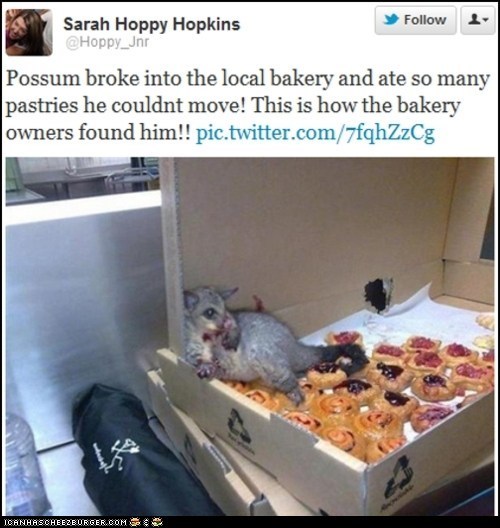 The Possum Who Ate Too Many Sweets