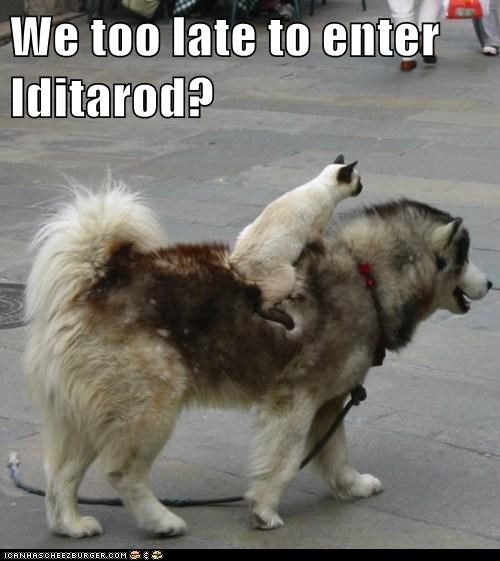 Iditarod 2012 Update: Day Three, Part Two