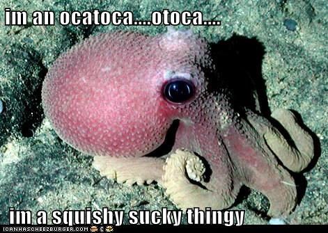 Animal Capshunz: Squeetopus