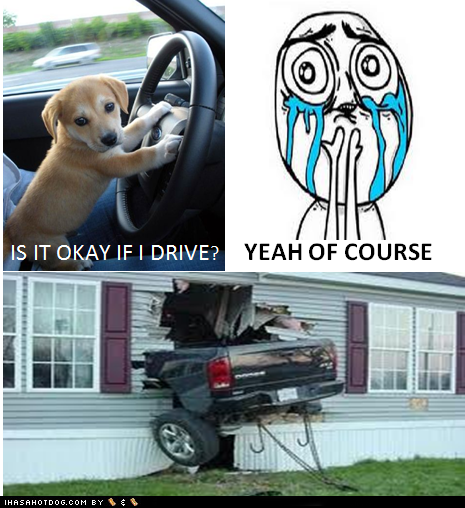 I Has a Hotdog: Is It OK if I Drive?
