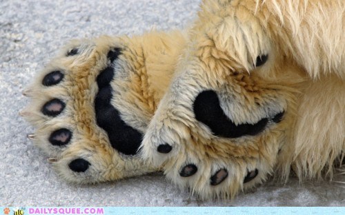 Squishy Paws!
