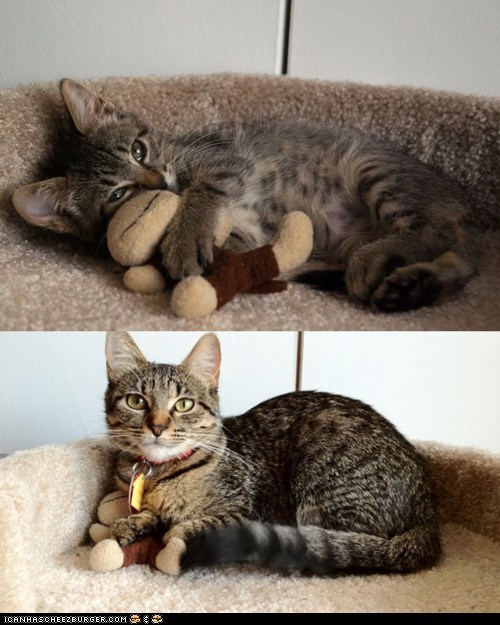 Cyoot Kitteh of teh Day: Lifelong Friends