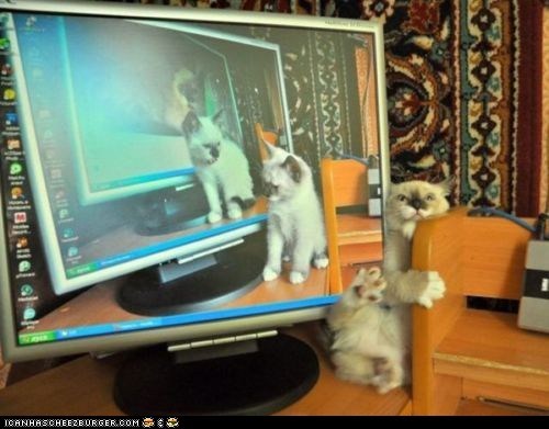 Cyoot Kitteh of teh Day: Catception Gone Wrong