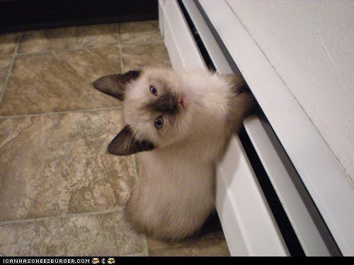 Cyoot Kitteh of teh Day: Me Pawz R Cold!