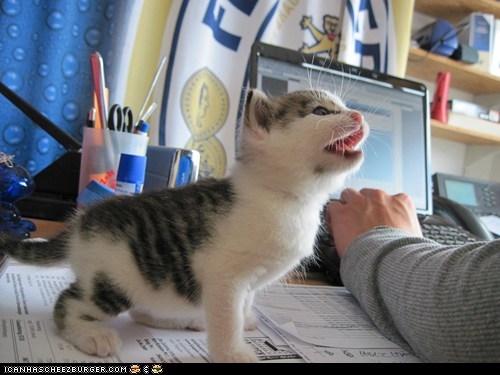 Cyoot Kitteh of teh Day: Hey, You!  Pay Attention to Me!