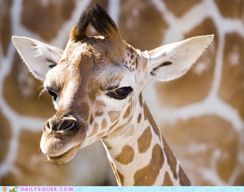Squee Spree: Baby Giraffe Doesn't Trust You