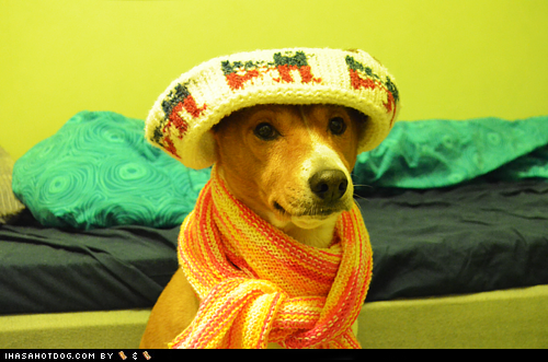 Goggie ob teh Week: Basenji Bundled Up!