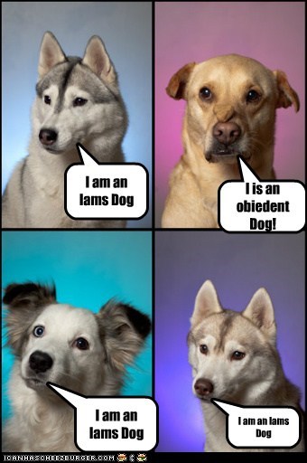 I am an Iams Dog