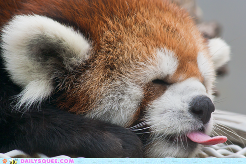 Little Red Panda