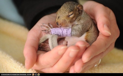 Adorable Little Squirrel With a Purple Cast