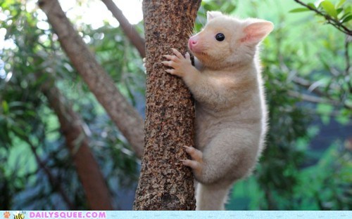 Creepicute: Golden Bushtail Possum