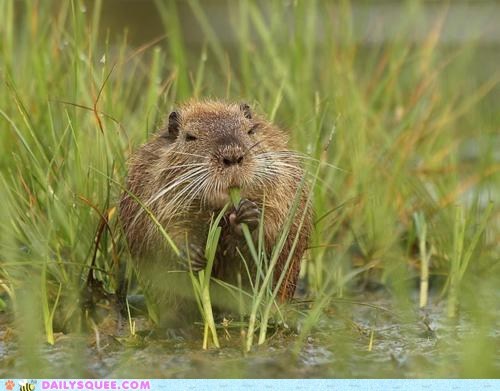 Creepicute: Nutria Nibbles