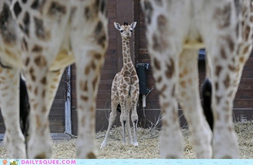 Squee Spree: Knobby Knees and All