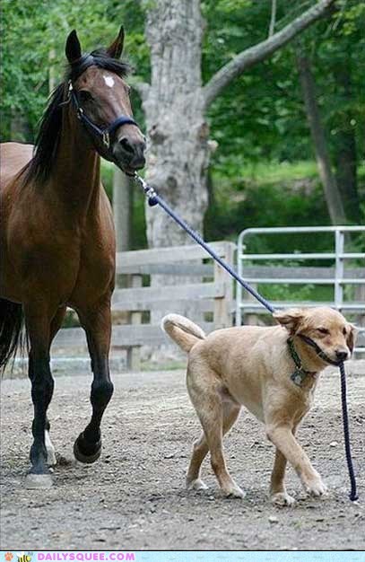 Interspecies Love: Time For Our Walk