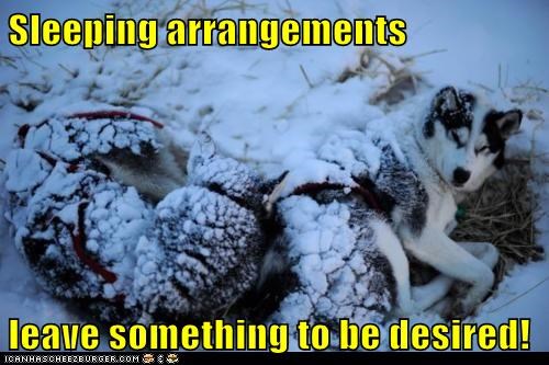 Iditarod 2012 Update: Day Seven