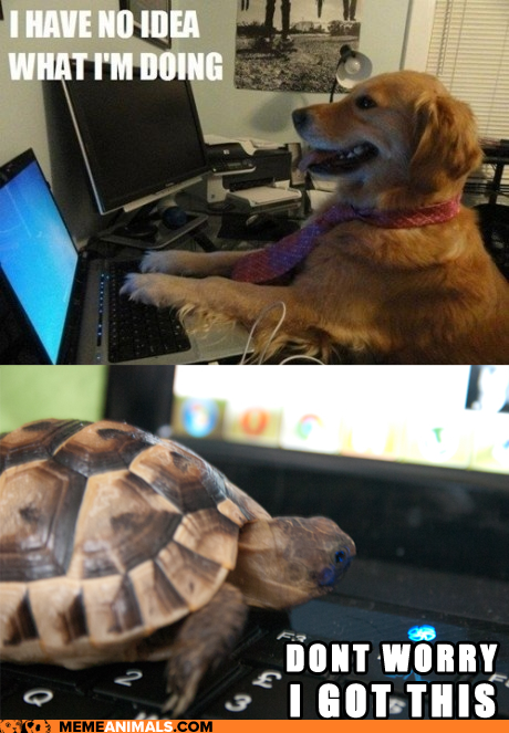 Animal Memes: Techie Tortoise Has You Covered