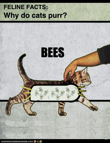 Why Cats Purr, Pt. 2
