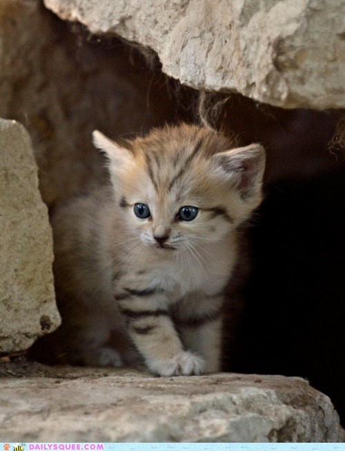 Curious Sand Kitten