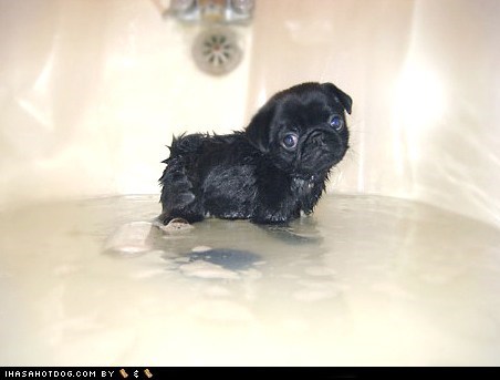 Cyoot Puppy ob teh Day: Baff Timez!