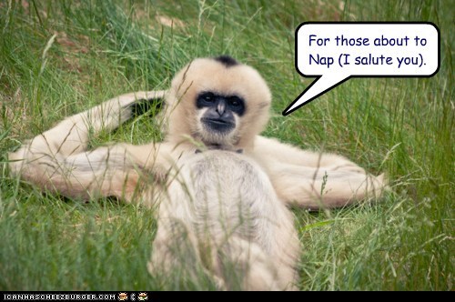 Monkey/DC