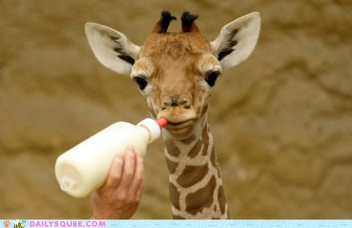 Squee Spree: Lunch Time!