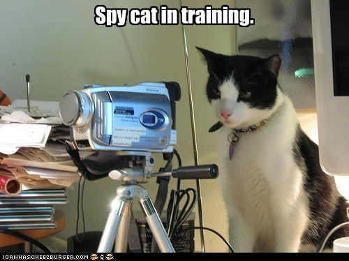 Spy cat in training.