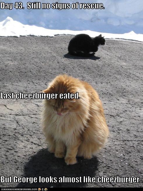 Classic Lolcat