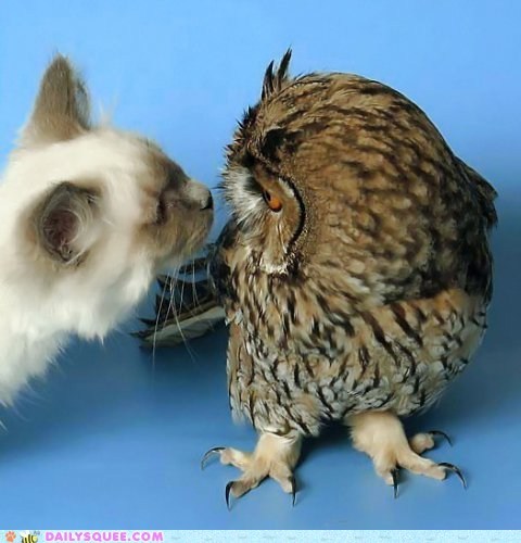 Daily Squee: Interspecies Love: Who are You?