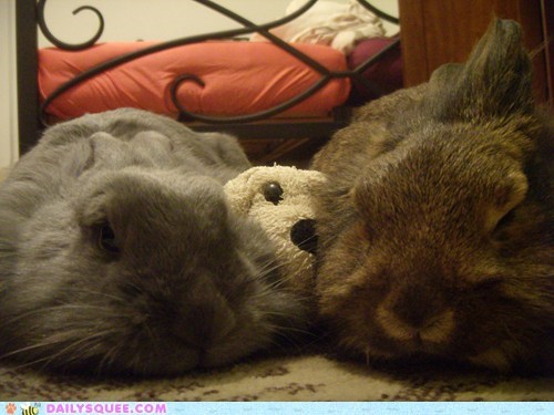 Reader Squees:  Which One´s the Plushie?