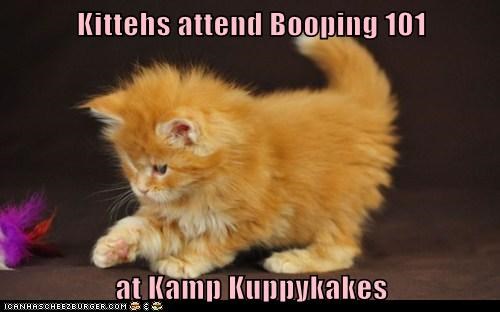 Kittehs attend Booping 101   at Kamp Kuppykakes