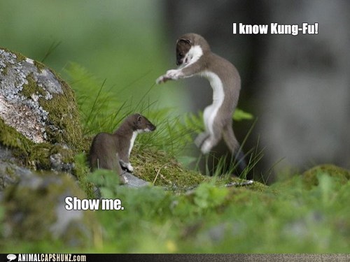 Stoat Keanu Knows Kung-Fu