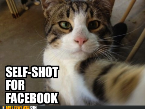 Self-Poortraits: GPOYC - Gratuitous Pictures of Your Cat