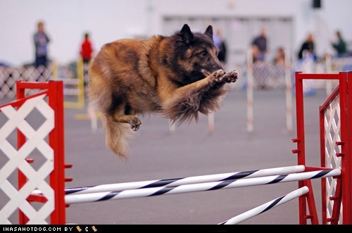 Goggie ob teh Week: Levitating Tervuren Incoming!