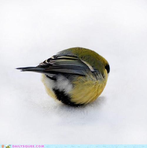 Ball o' Bird