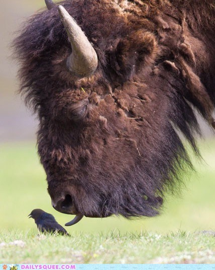 Interspecies Love: Just a Little Lick